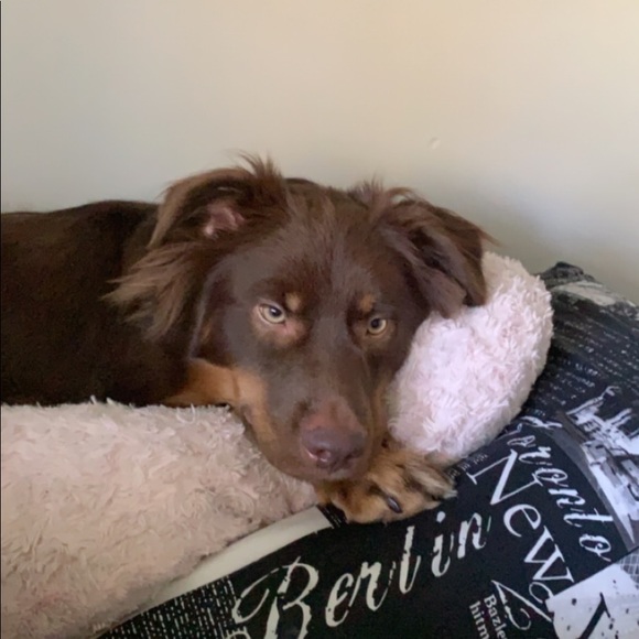 Meet your Posher, Tasha - Picture 1 of 1